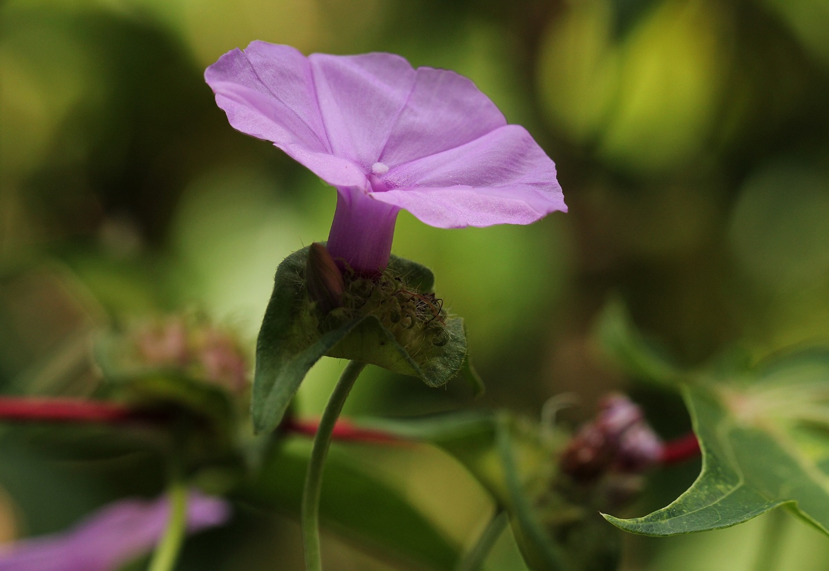 Ipomoea involucrata Ipomoea involucrata