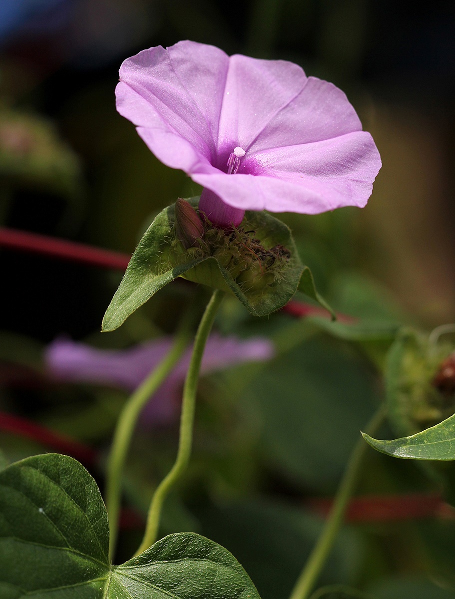 Ipomoea involucrata Ipomoea involucrata