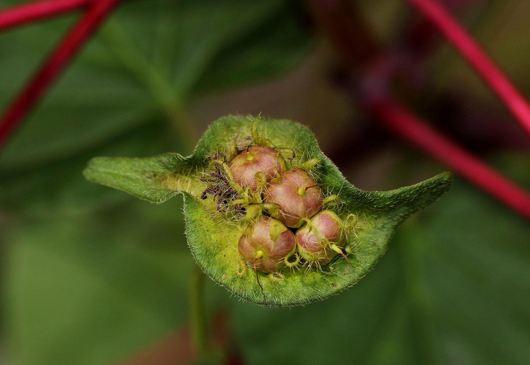 Ipomoea involucrata Ipomoea involucrata