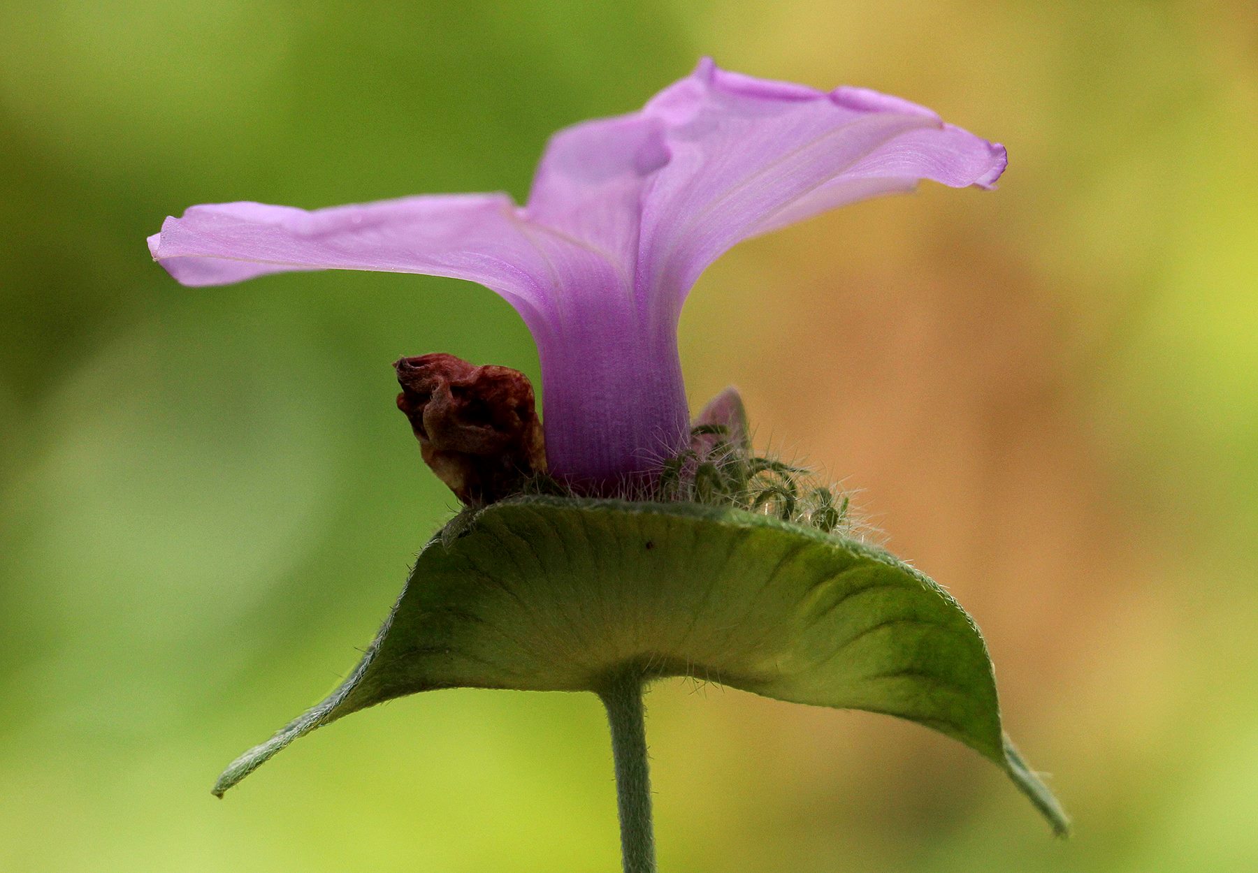 Ipomoea involucrata Ipomoea involucrata