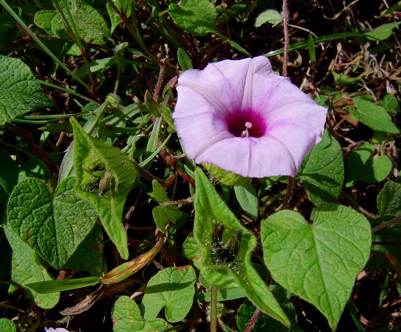 Ipomoea involucrata Ipomoea involucrata