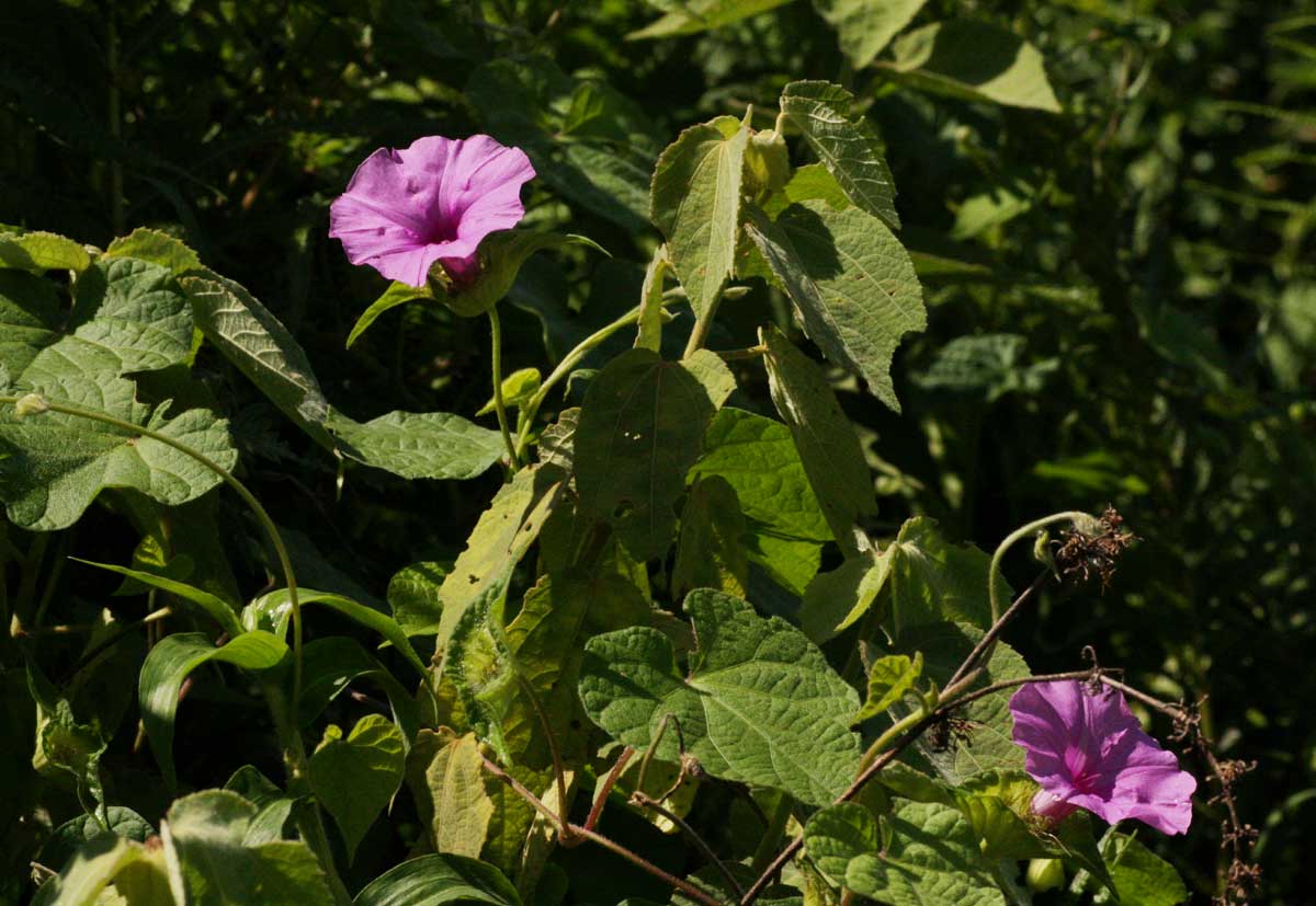 Ipomoea involucrata