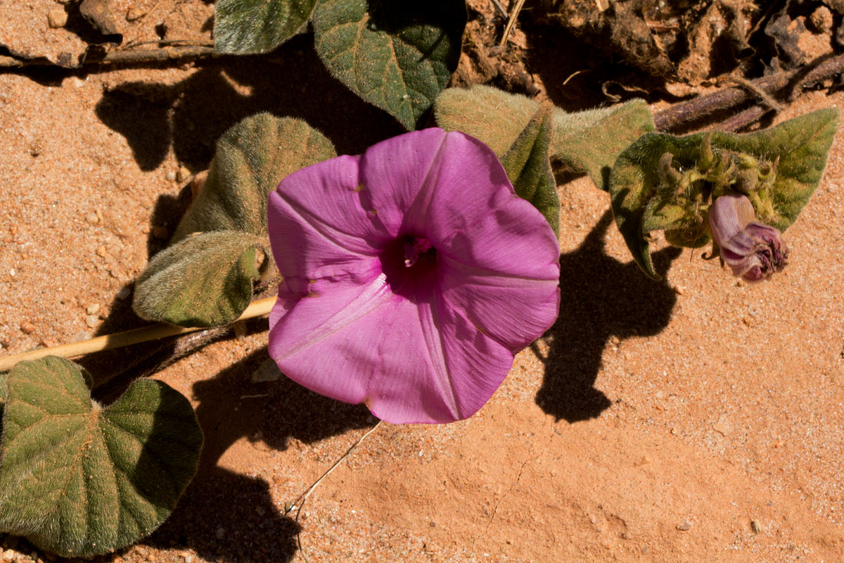 Ipomoea involucrata
