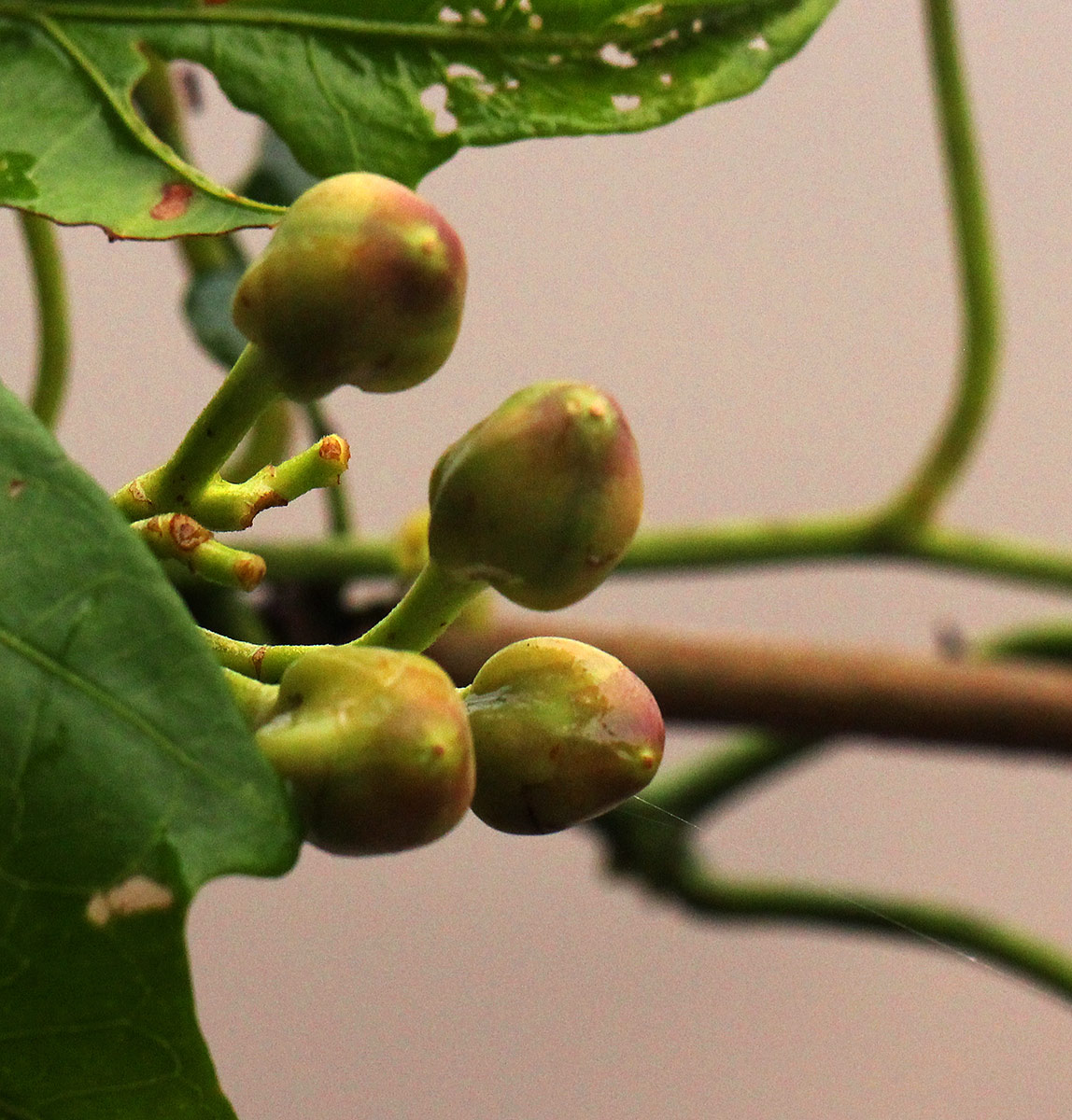 Ipomoea mauritiana Ipomoea mauritiana