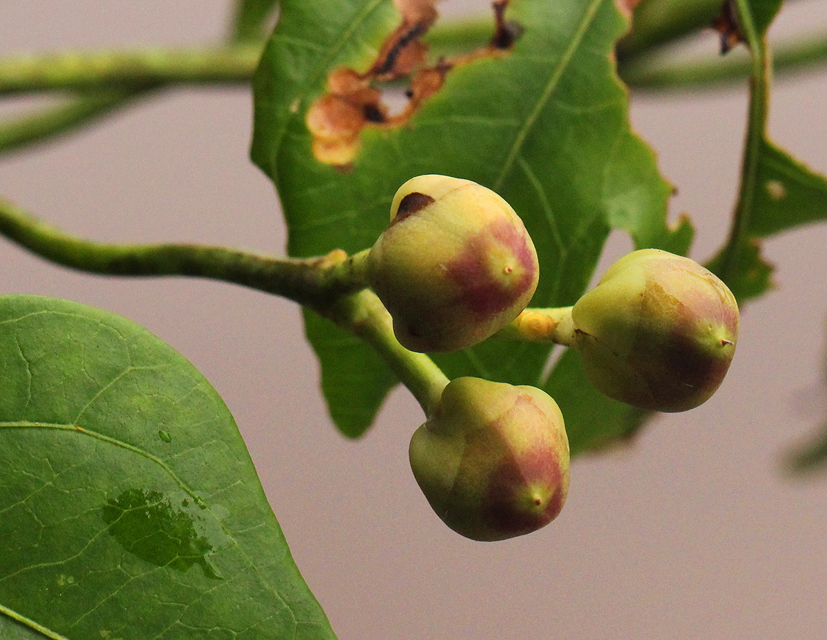 Ipomoea mauritiana Ipomoea mauritiana