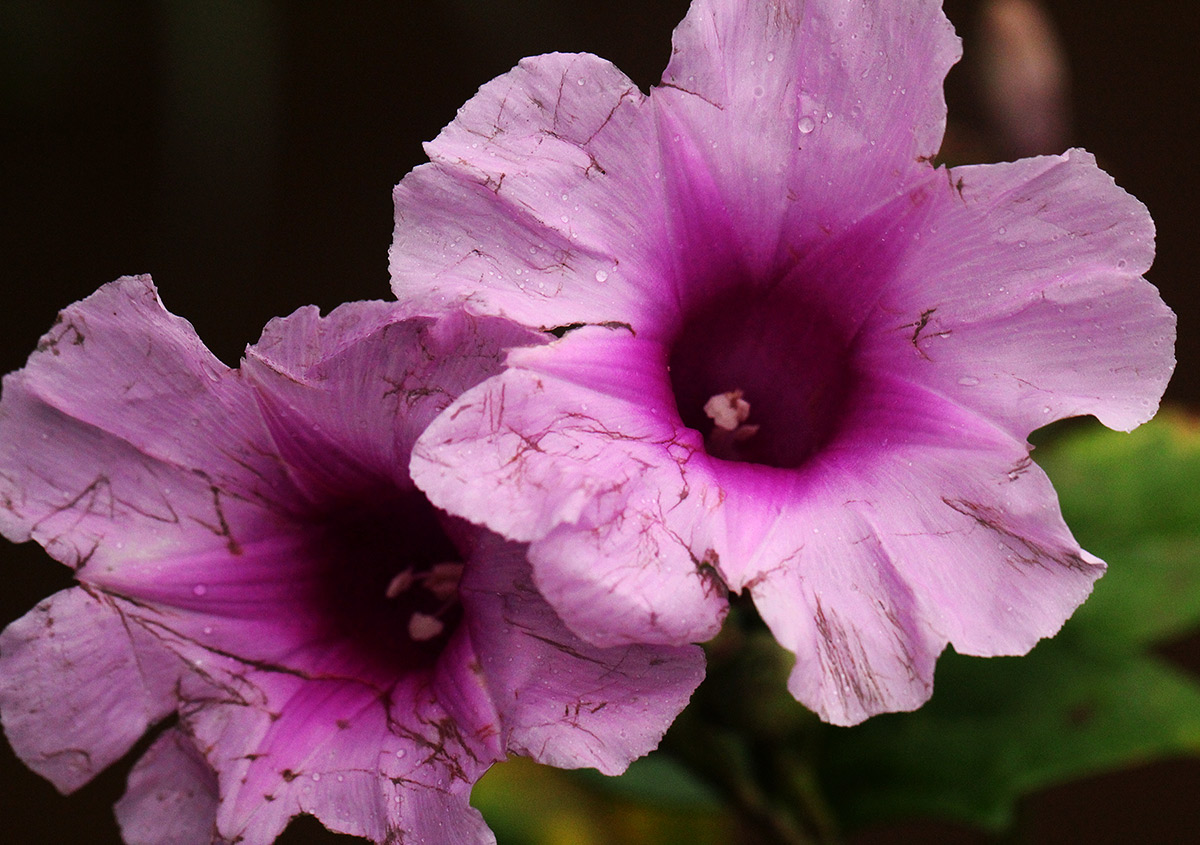 Ipomoea mauritiana Ipomoea mauritiana
