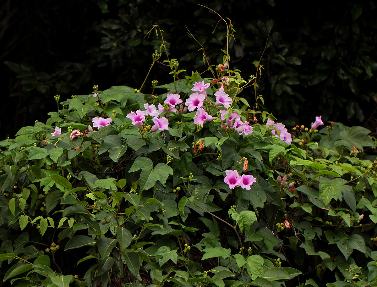 Ipomoea mauritiana Ipomoea mauritiana