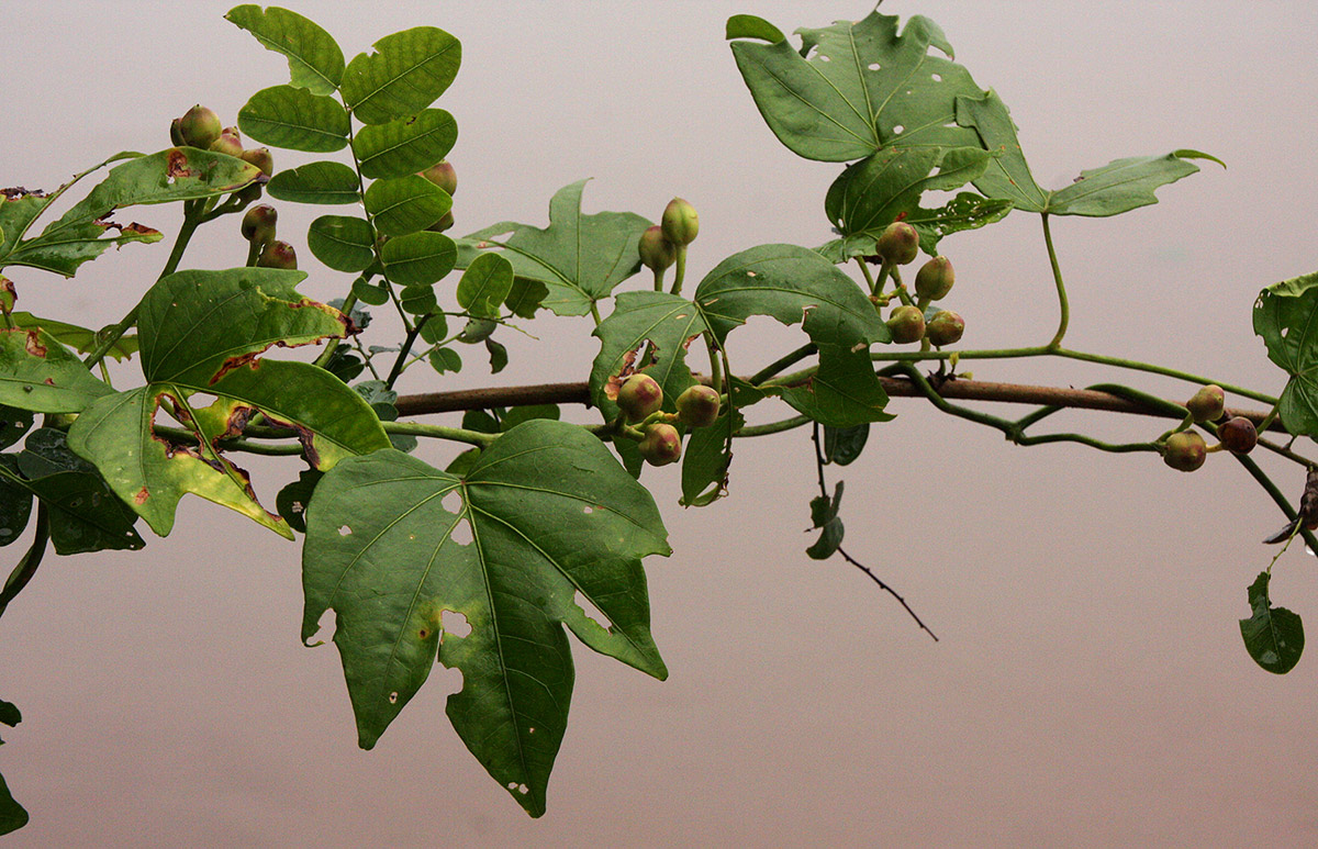 Ipomoea mauritiana Ipomoea mauritiana