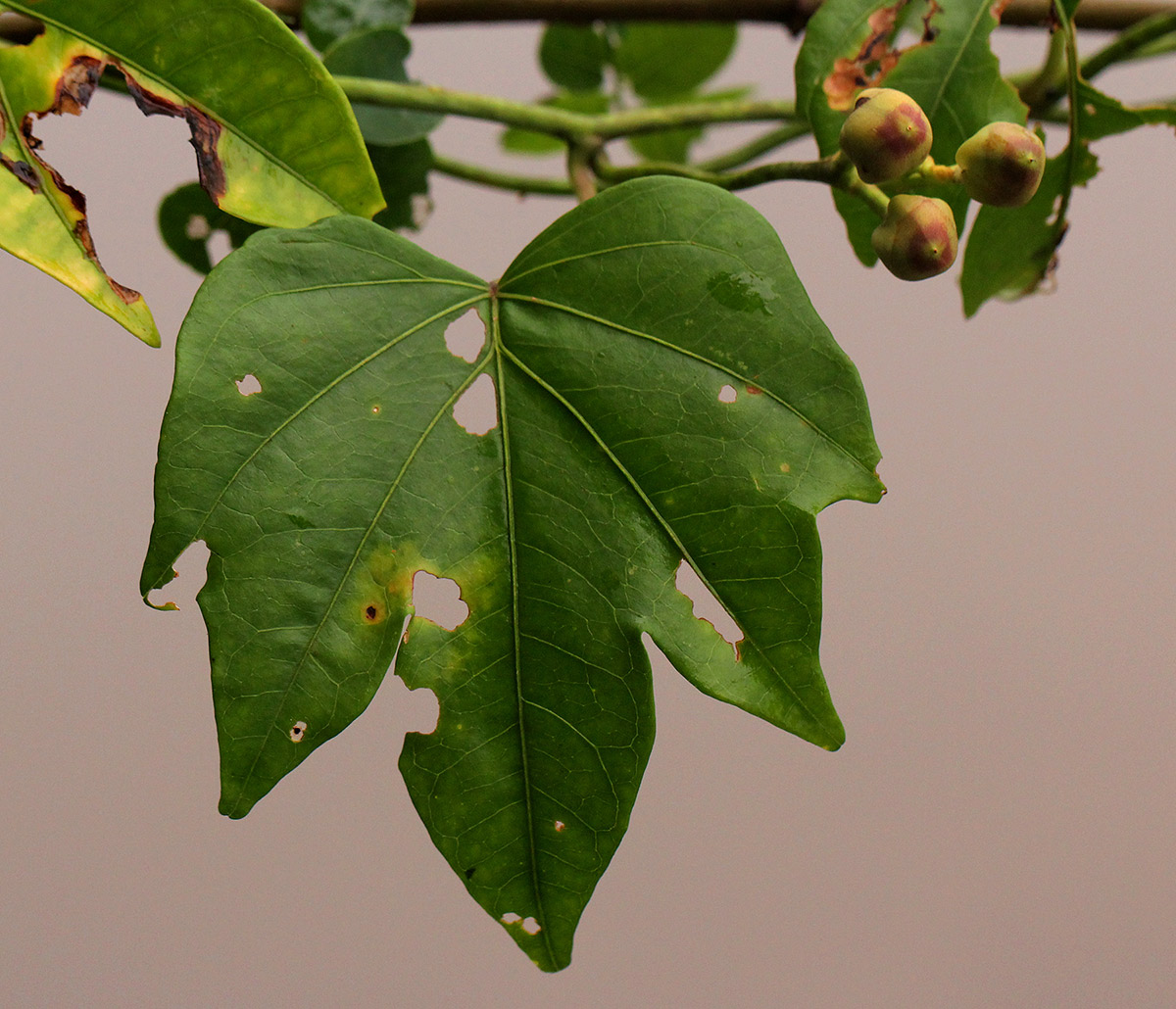 Ipomoea mauritiana Ipomoea mauritiana