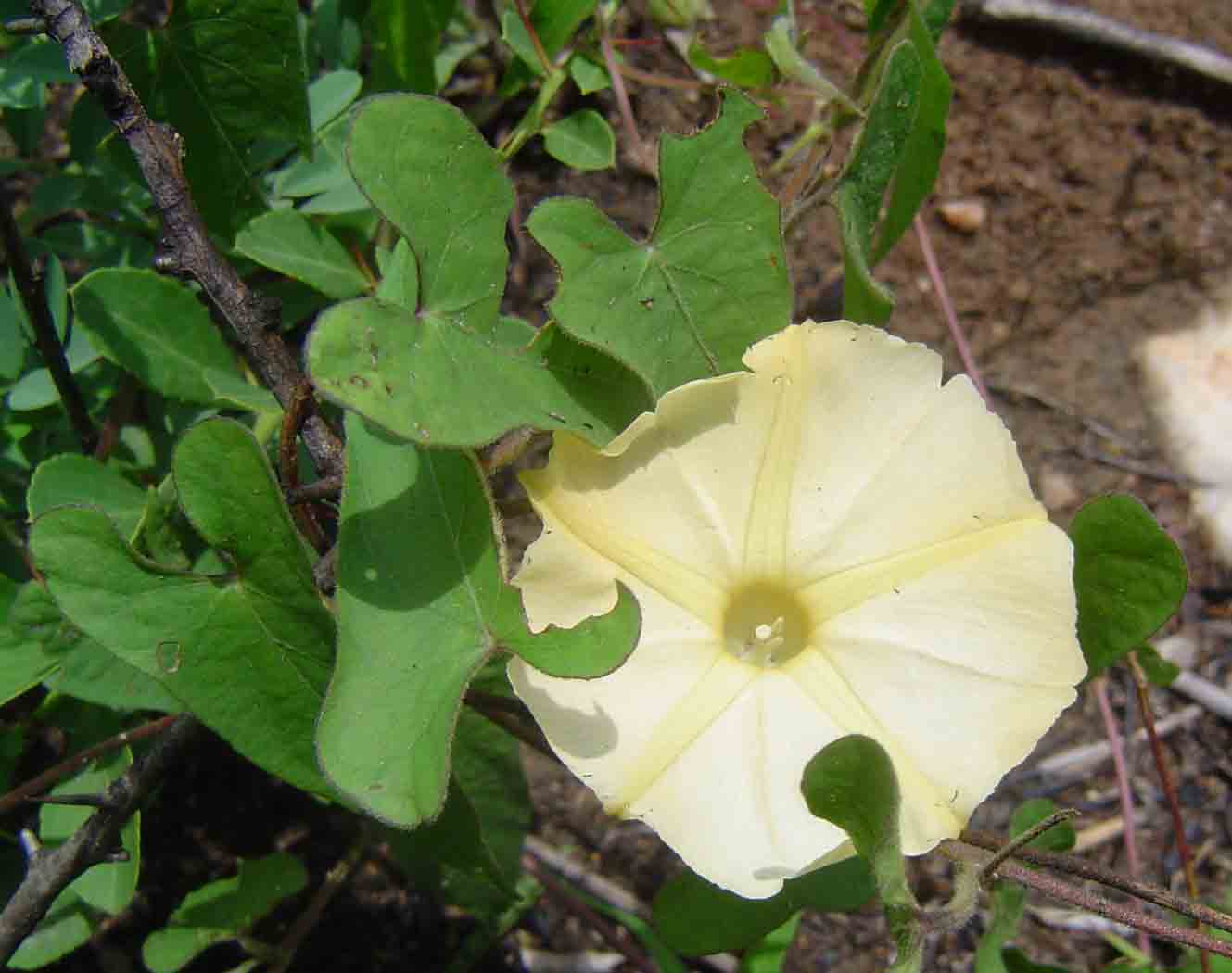 Ipomoea obscura var. obscura