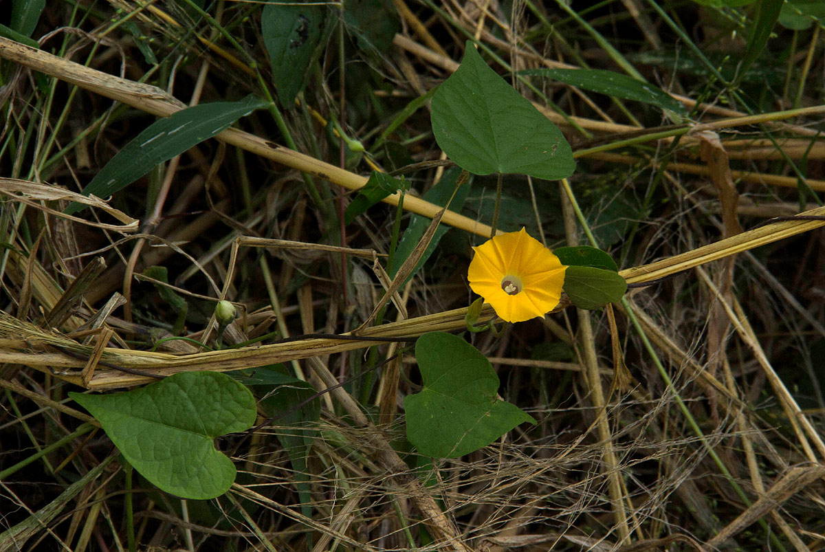 Ipomoea obscura var. obscura Ipomoea obscura var. obscura