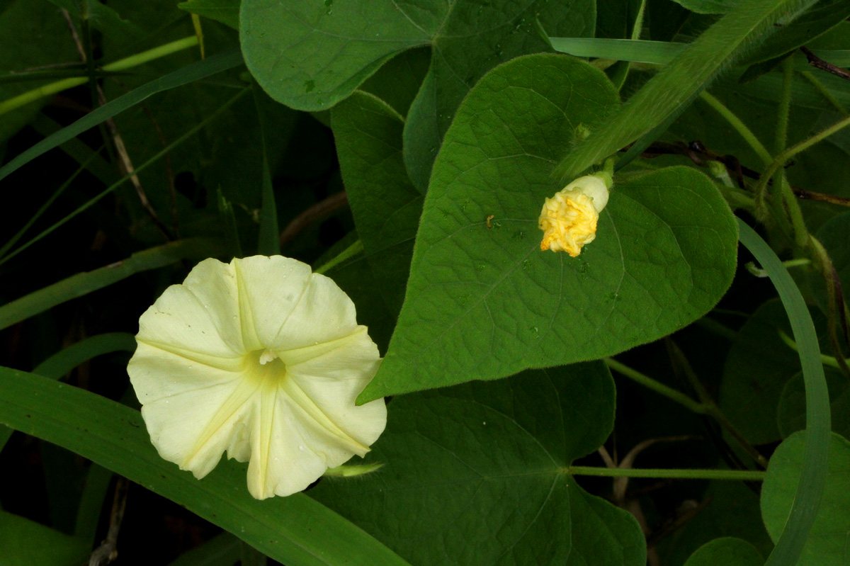 Ipomoea obscura var. obscura