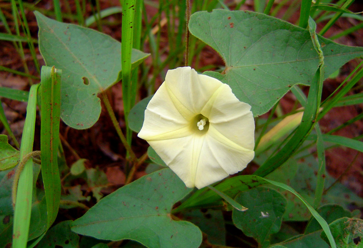 Ipomoea obscura var. obscura