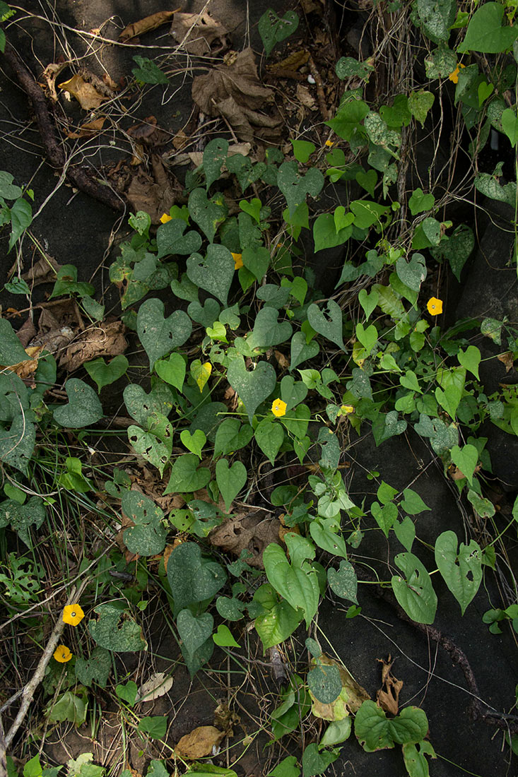 Ipomoea obscura var. obscura Ipomoea obscura var. obscura