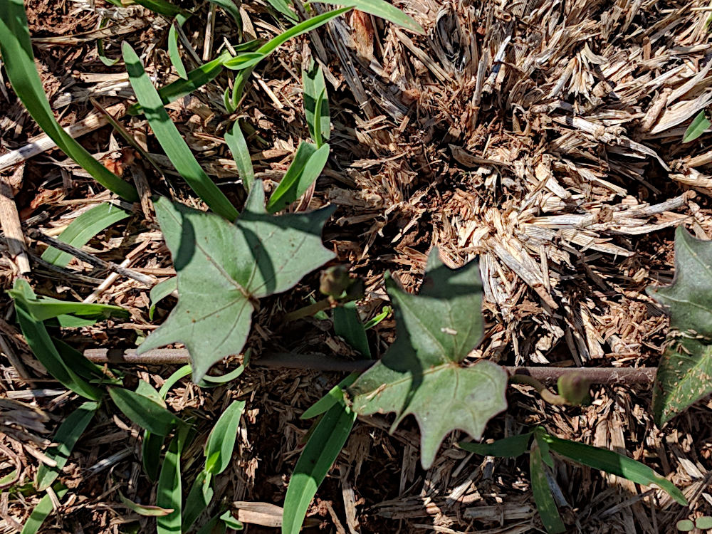 Ipomoea papilio Ipomoea papilio