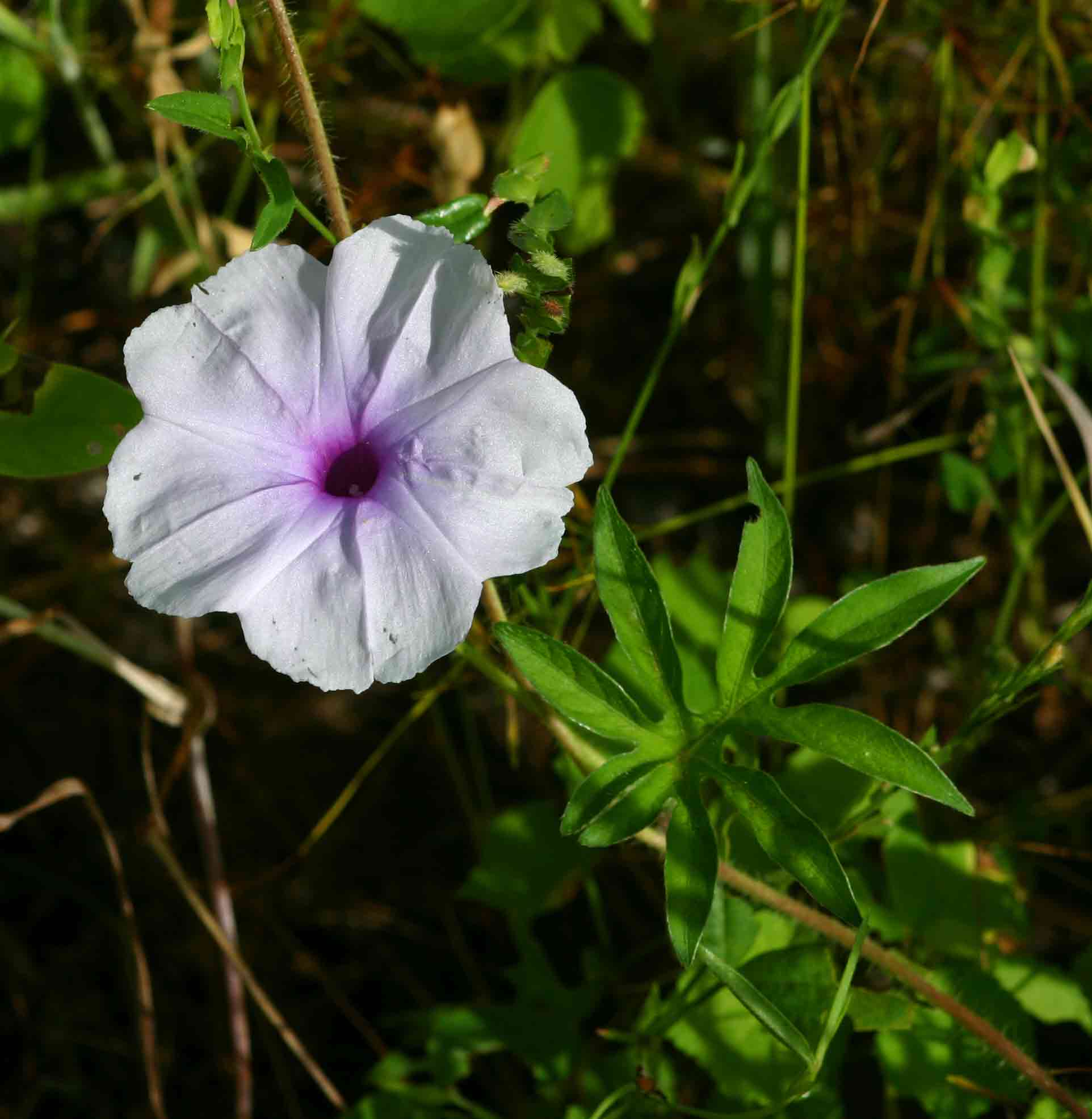 Ipomoea pes-tigridis var. pes-tigridis Ipomoea pes-tigridis var. pes-tigridis