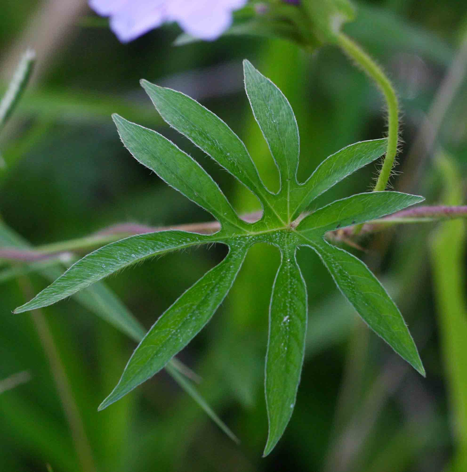 Ipomoea pes-tigridis var. pes-tigridis