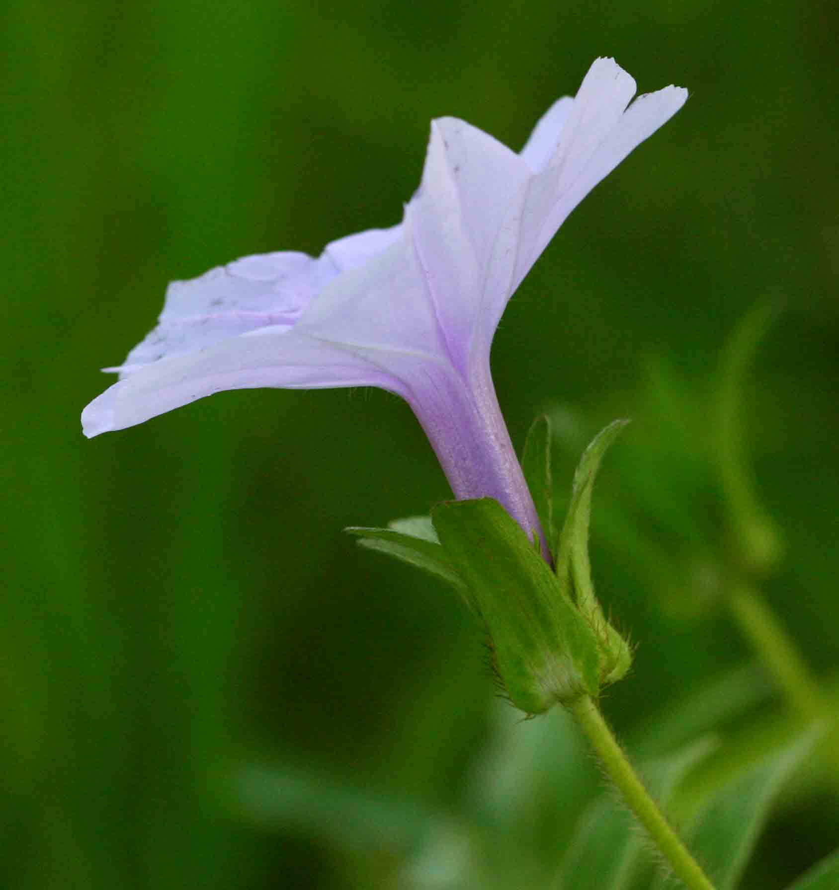 Ipomoea pes-tigridis var. pes-tigridis