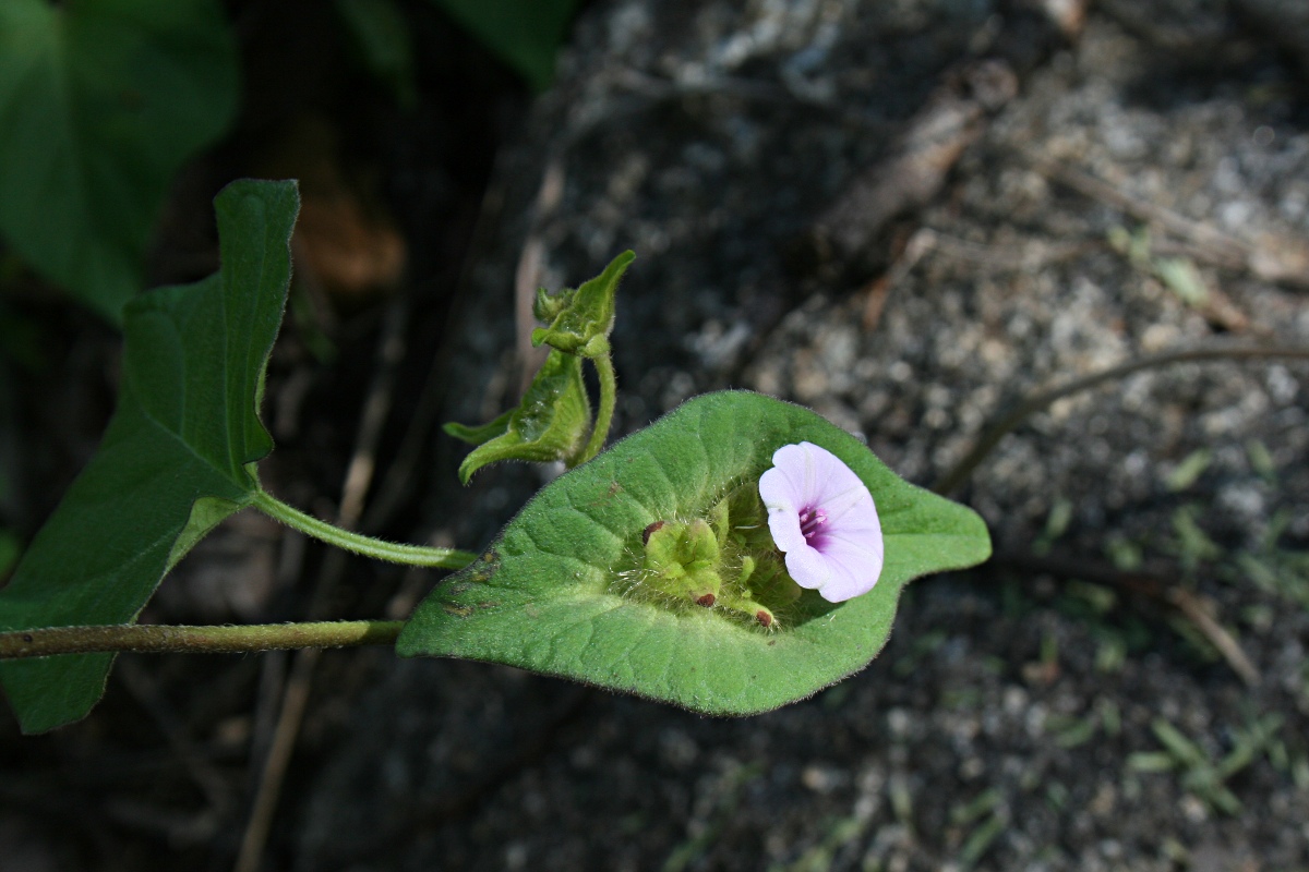 Ipomoea pileata Ipomoea pileata