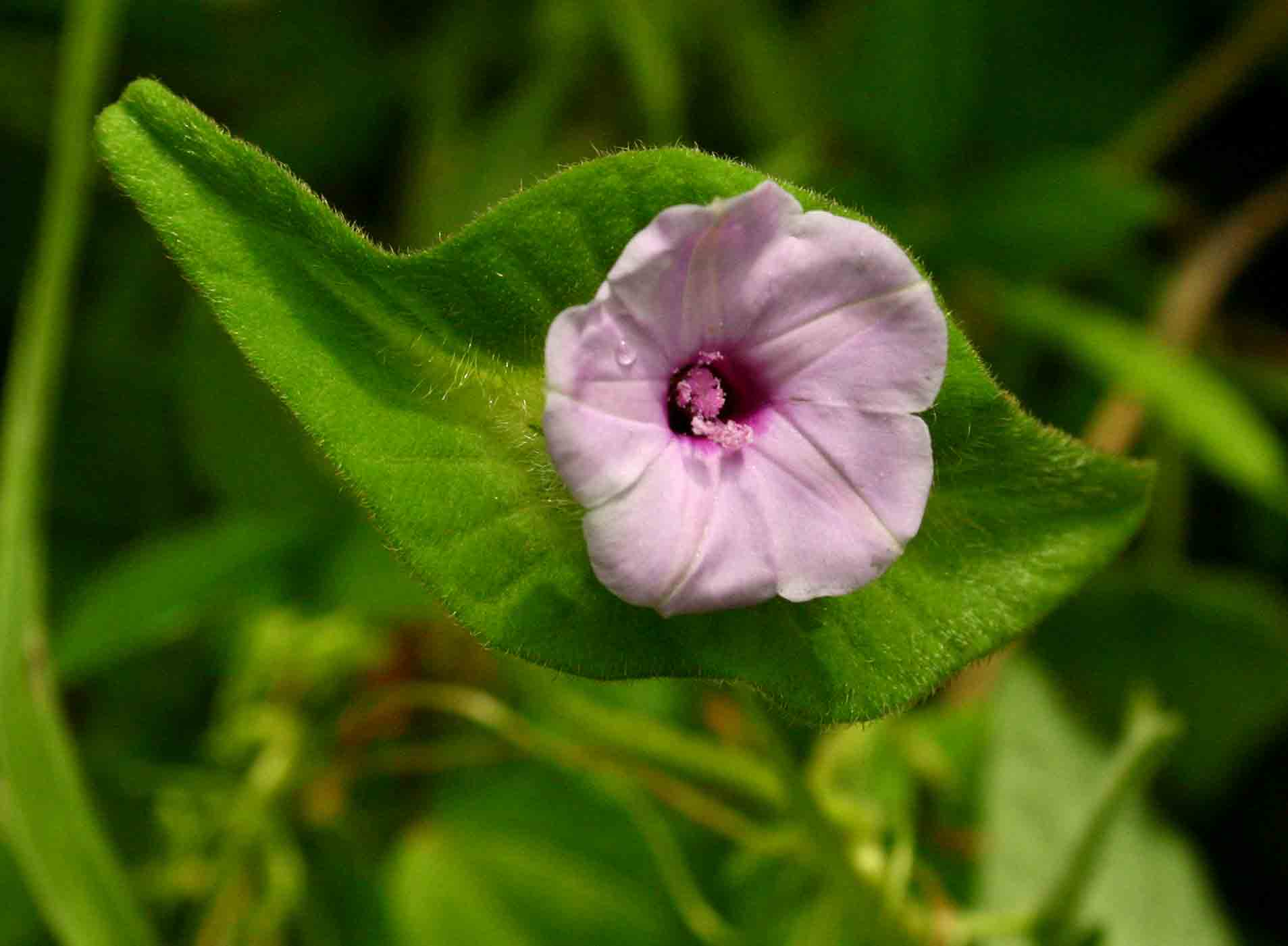 Ipomoea pileata