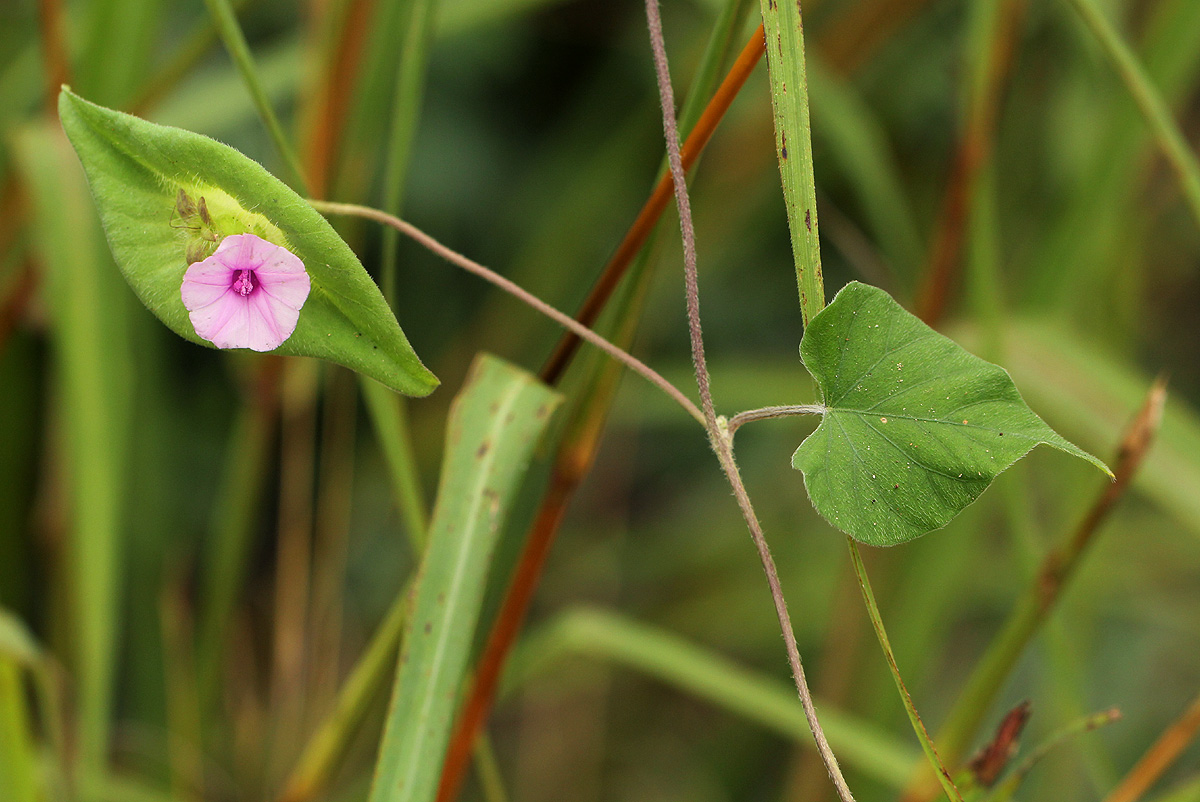 Ipomoea pileata Ipomoea pileata