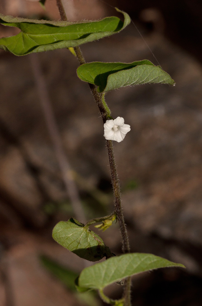 Ipomoea plebeia subsp. africana Ipomoea plebeia subsp. africana