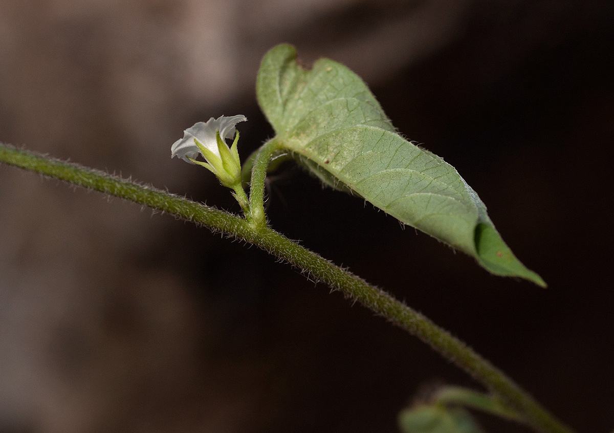 Ipomoea plebeia subsp. africana