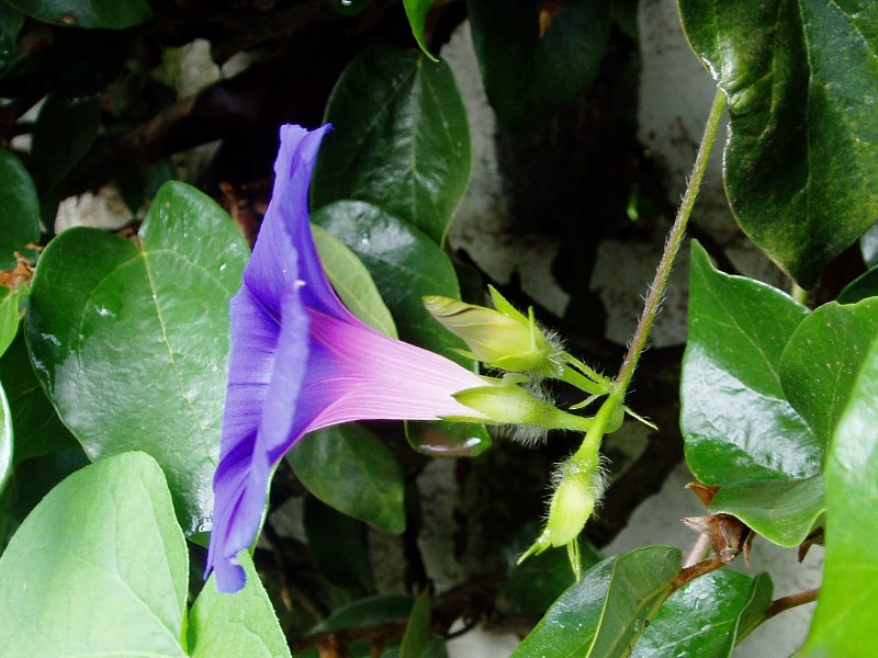 Ipomoea purpurea