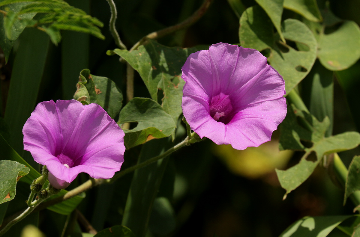 Ipomoea rubens Ipomoea rubens