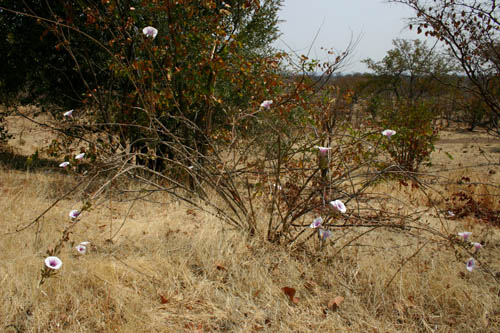 Ipomoea shirambensis