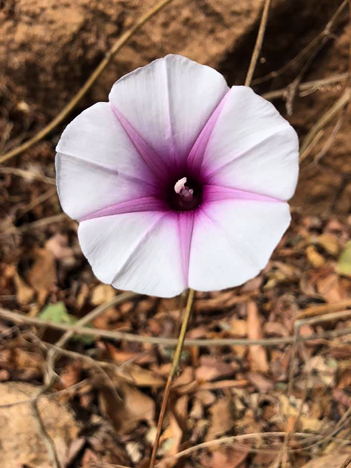 Ipomoea shirambensis