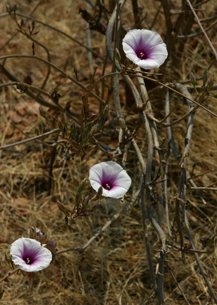 Ipomoea shirambensis Ipomoea shirambensis