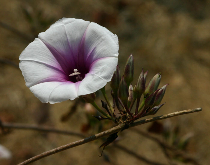 Ipomoea shirambensis