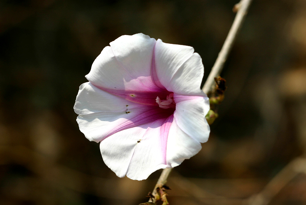 Ipomoea shirambensis