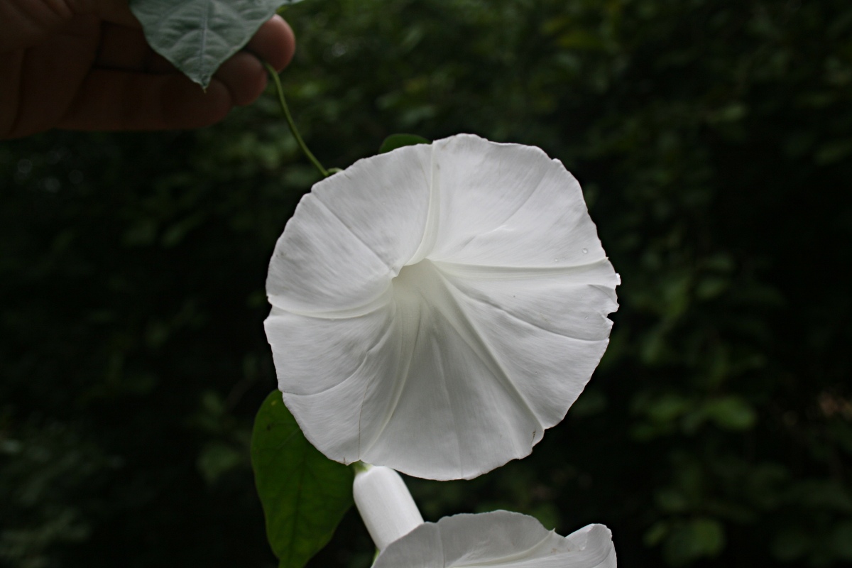 Ipomoea shupangensis