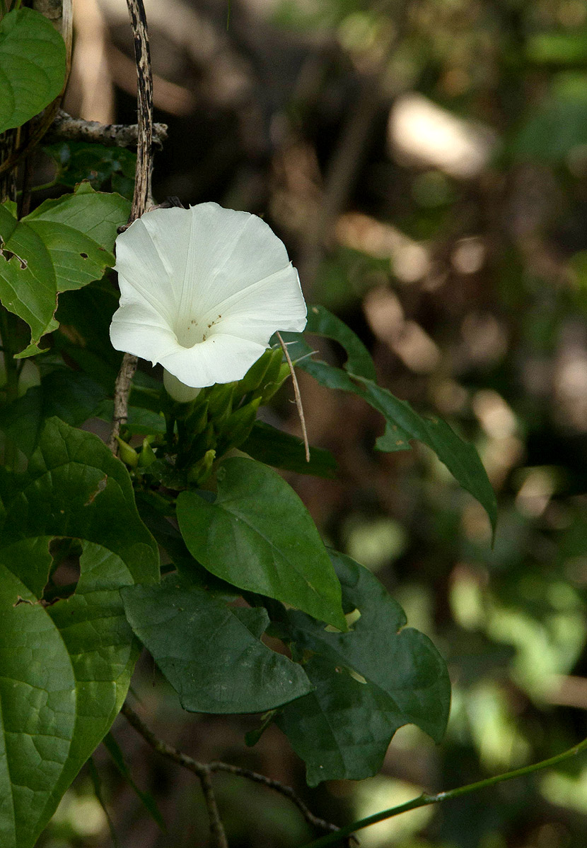 Ipomoea shupangensis