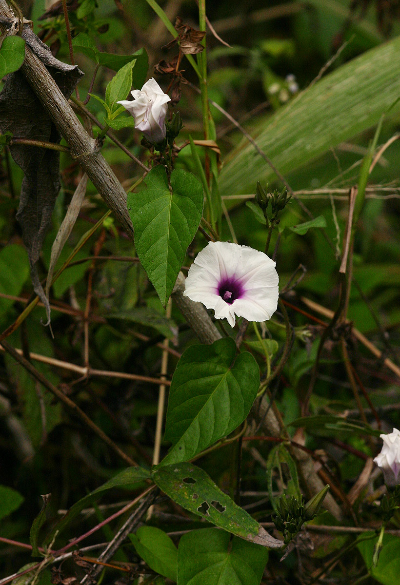 Ipomoea tenuirostris subsp. tenuirostris