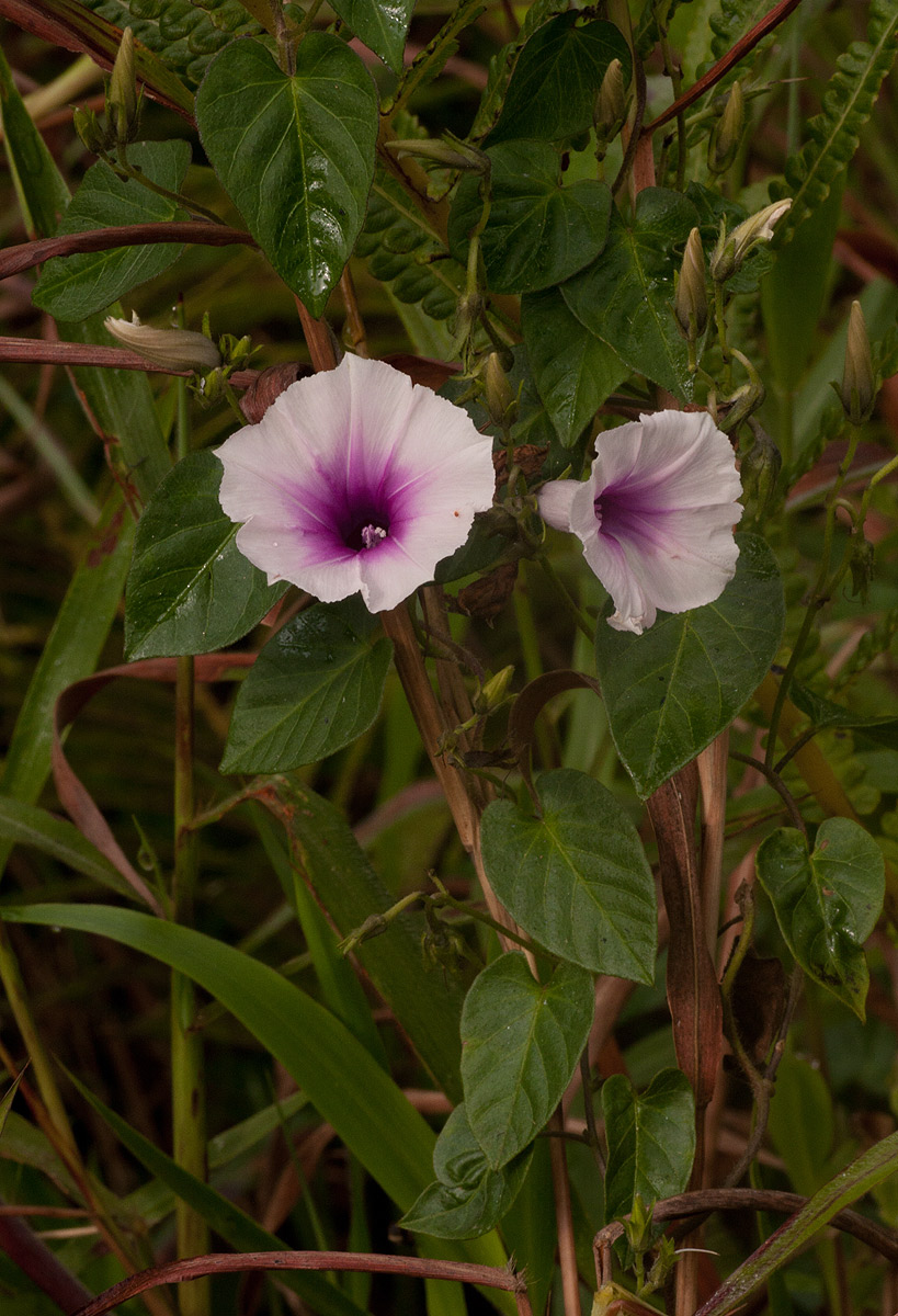 Ipomoea tenuirostris subsp. tenuirostris