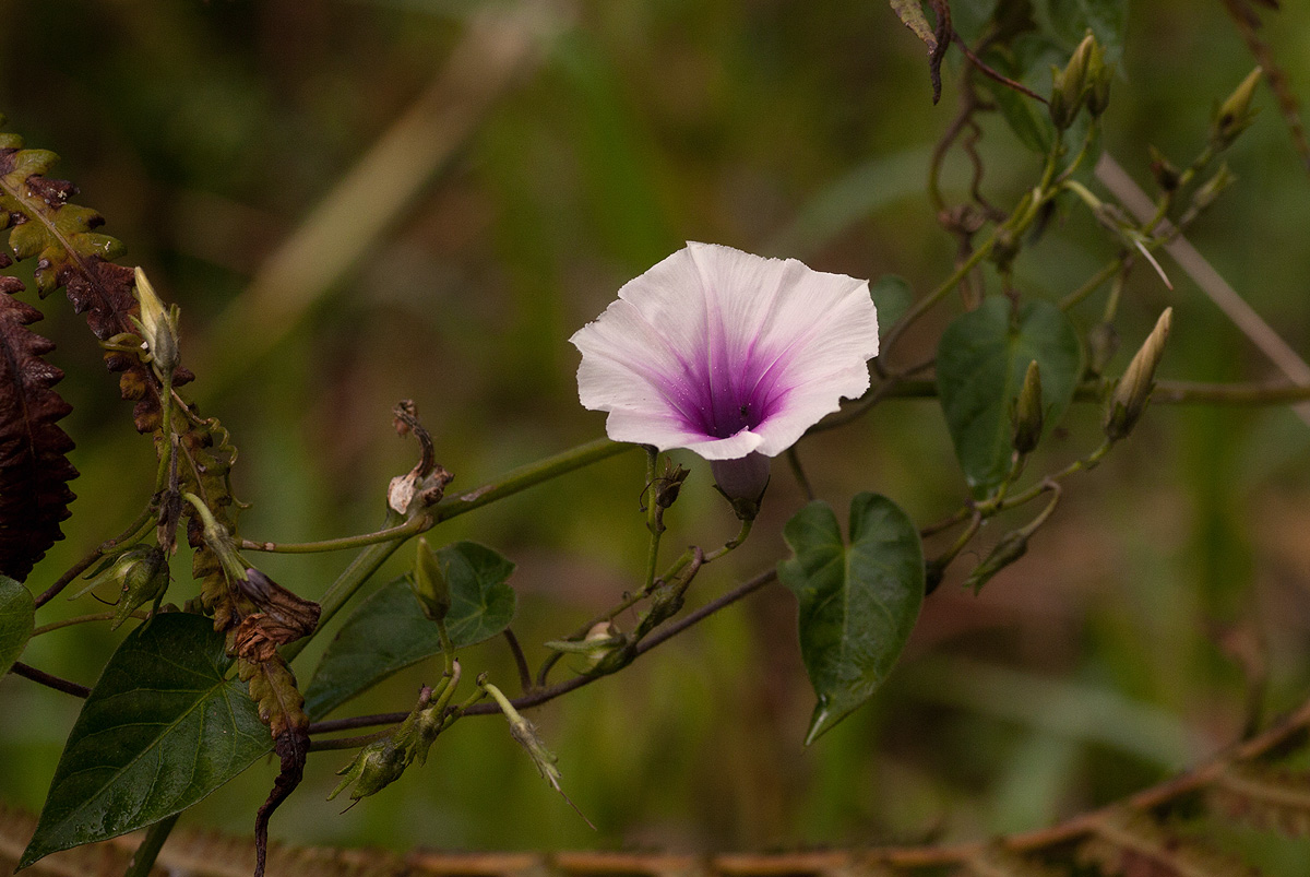 Ipomoea tenuirostris subsp. tenuirostris