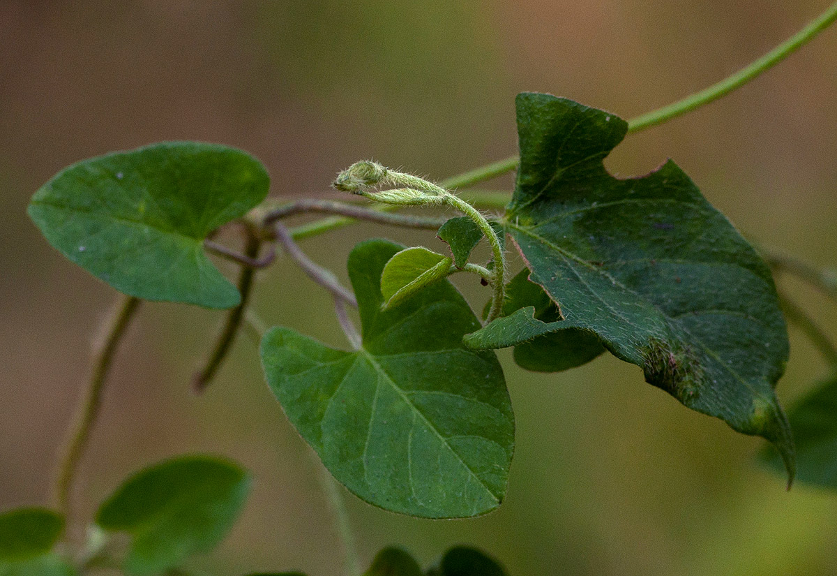 Ipomoea tenuirostris subsp. tenuirostris