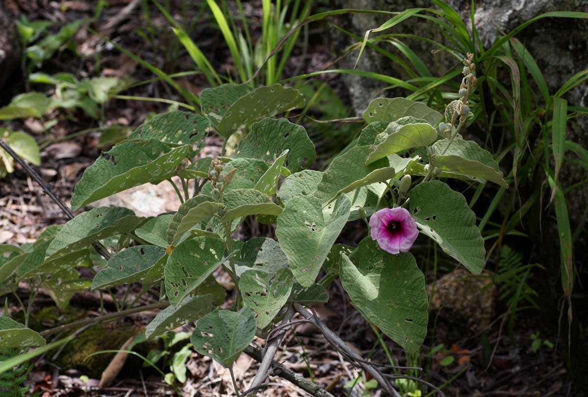 Ipomoea verbascoidea