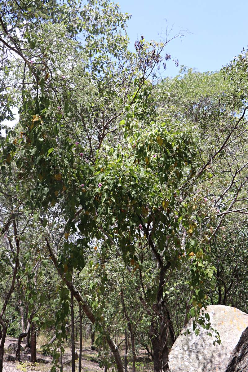 Ipomoea verbascoidea Ipomoea verbascoidea