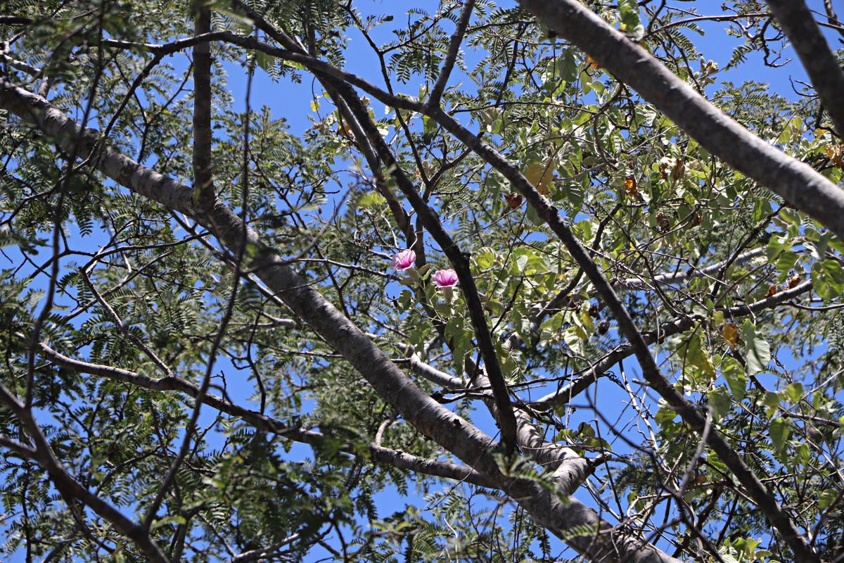 Ipomoea verbascoidea Ipomoea verbascoidea