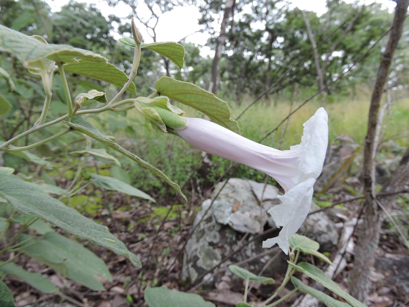 Ipomoea verbascoidea