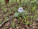 Ipomoea welwitschii