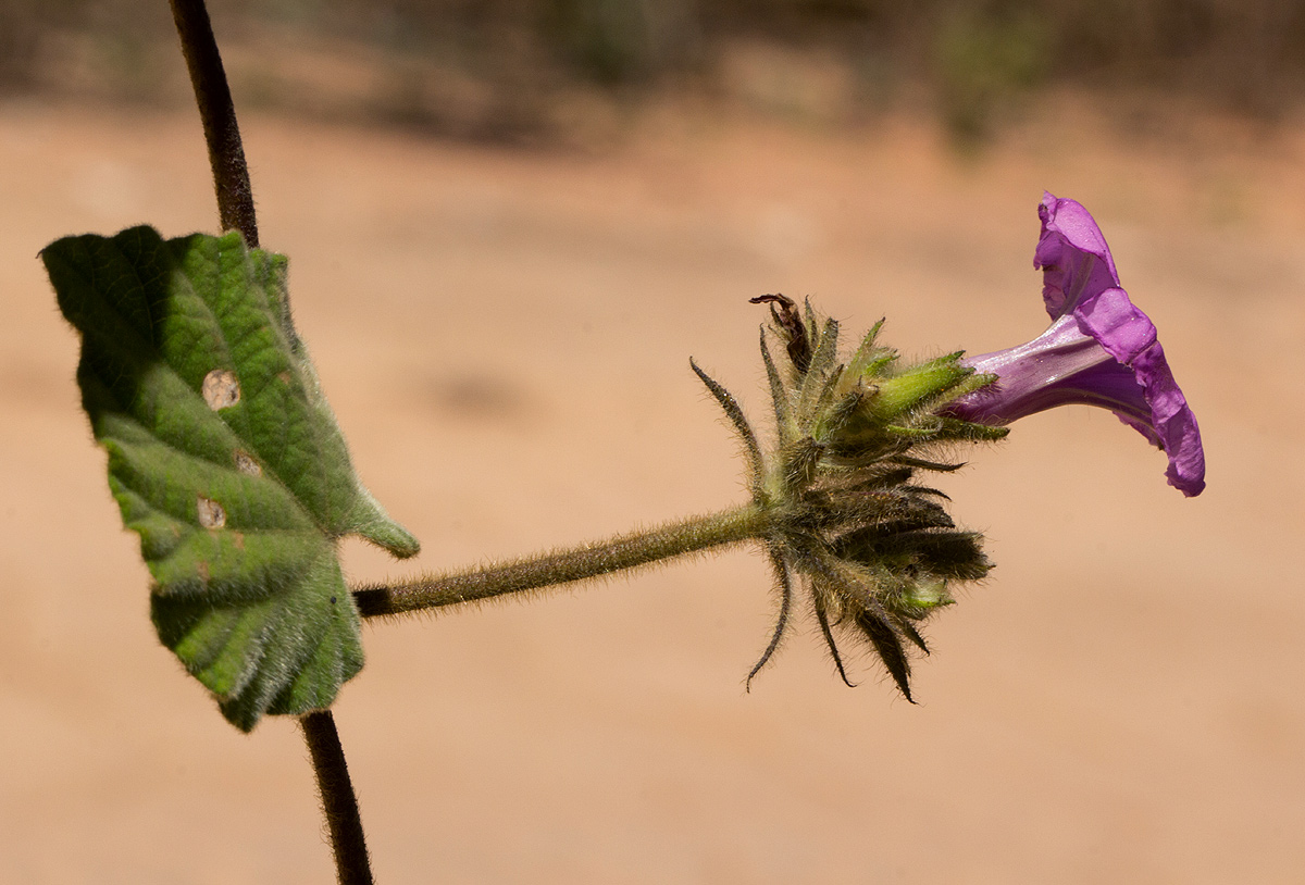 Ipomoea wightii var. wightii