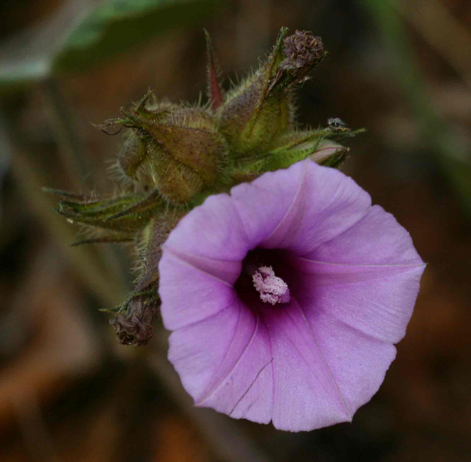 Ipomoea wightii var. wightii