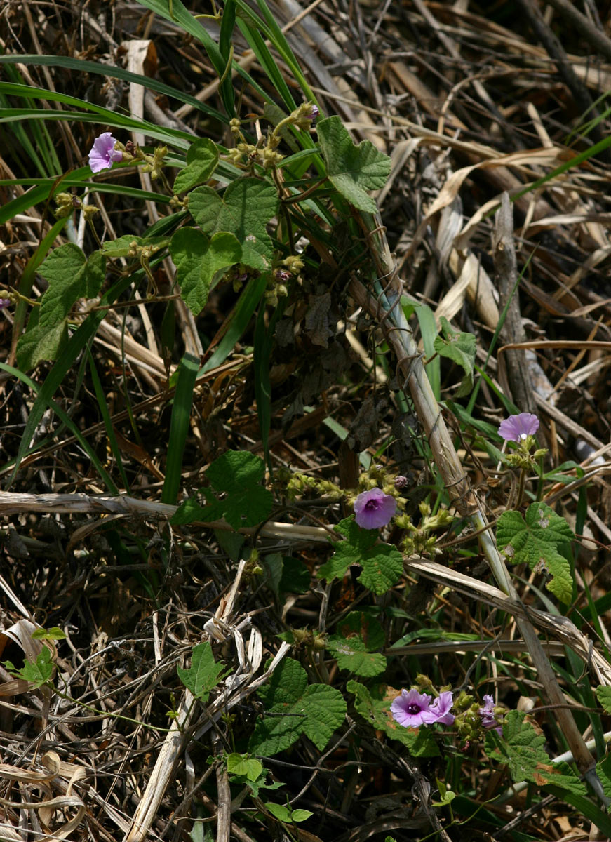 Ipomoea wightii var. wightii