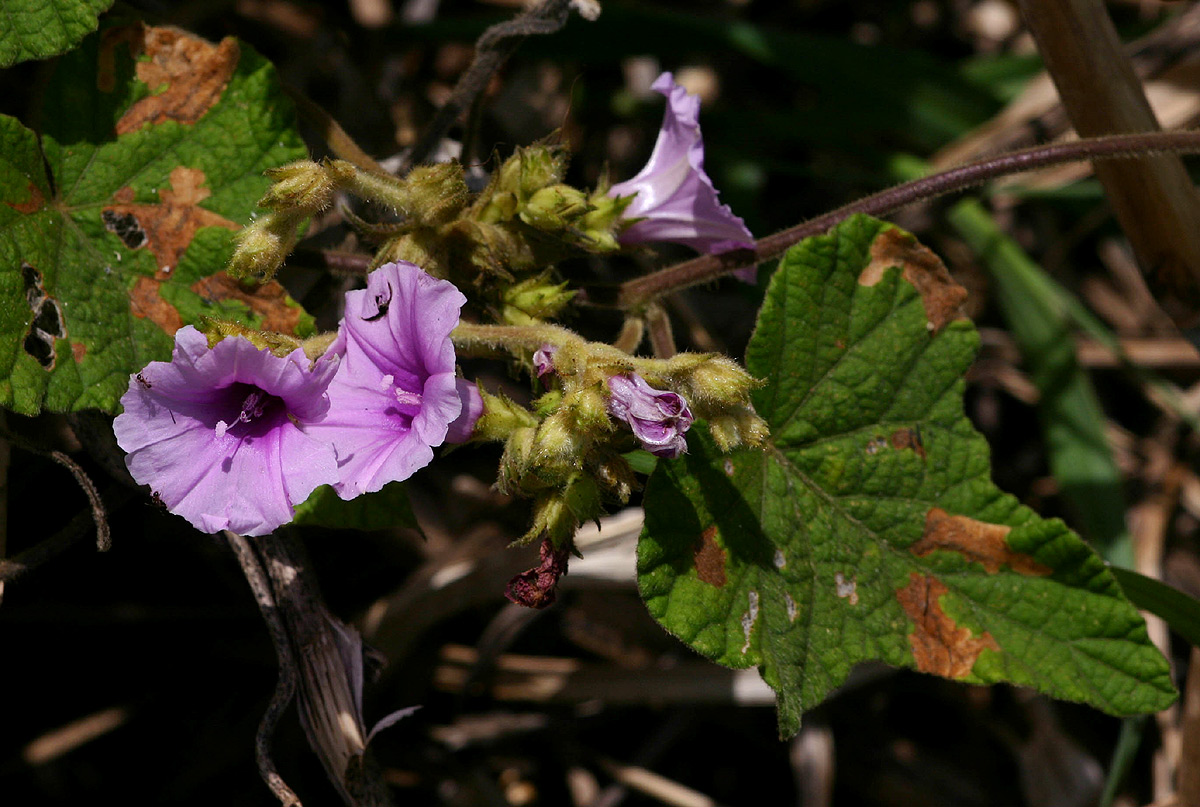Ipomoea wightii var. wightii
