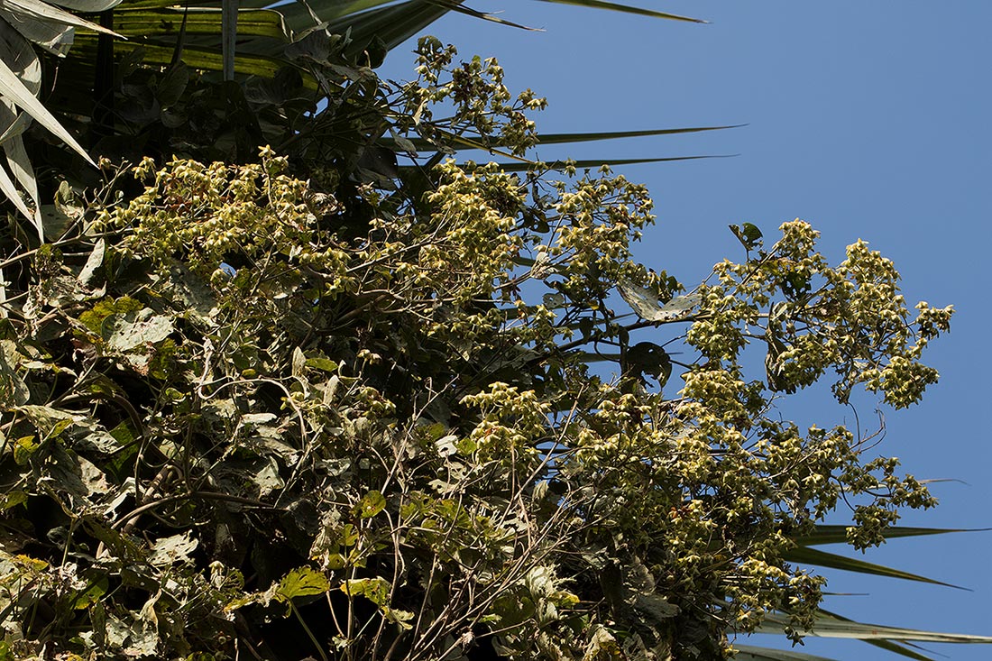 Paralepistemon shirensis